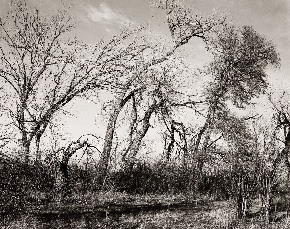 ROBERT ADAMS (1937- ) Amongst the last trees and lilacs surrounding a farmhouse, Edge of Longmont, Colorado.